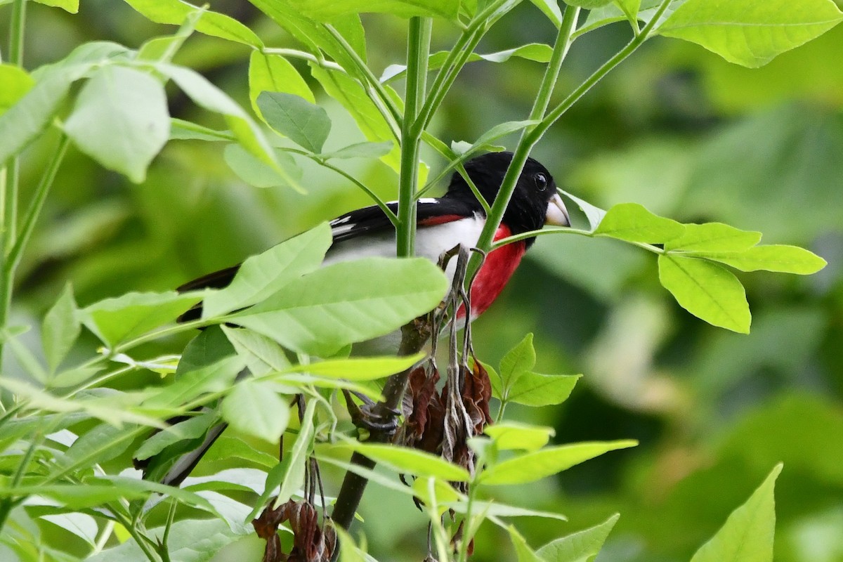 Rose-breasted Grosbeak - ML583787151