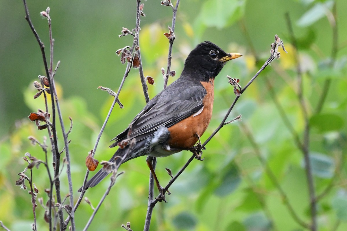 American Robin - ML583787291