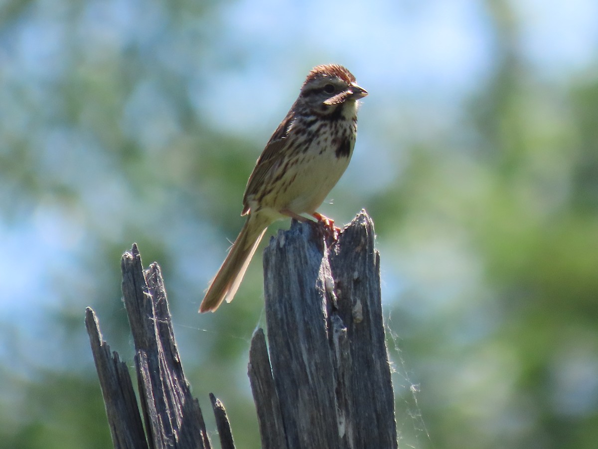 Song Sparrow - ML583788731