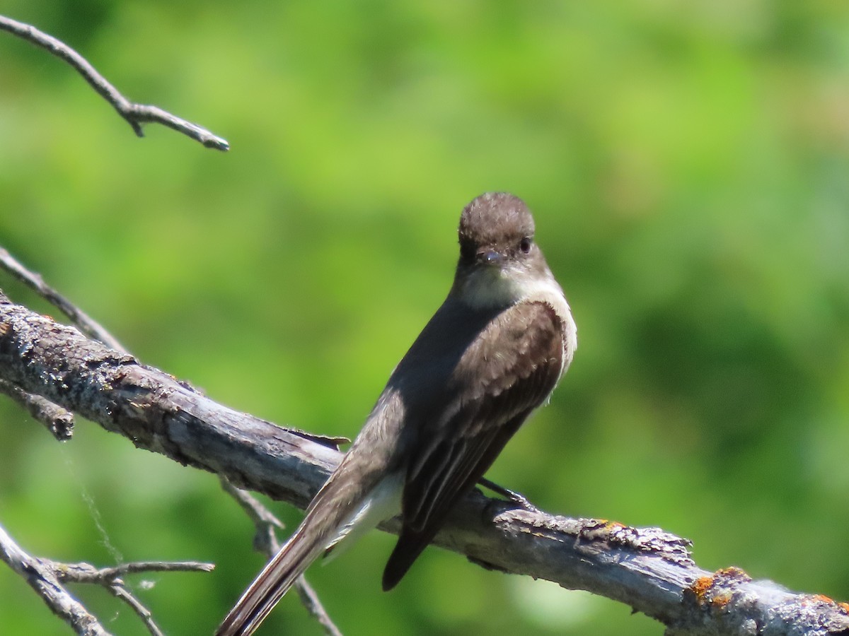 Eastern Phoebe - ML583788841
