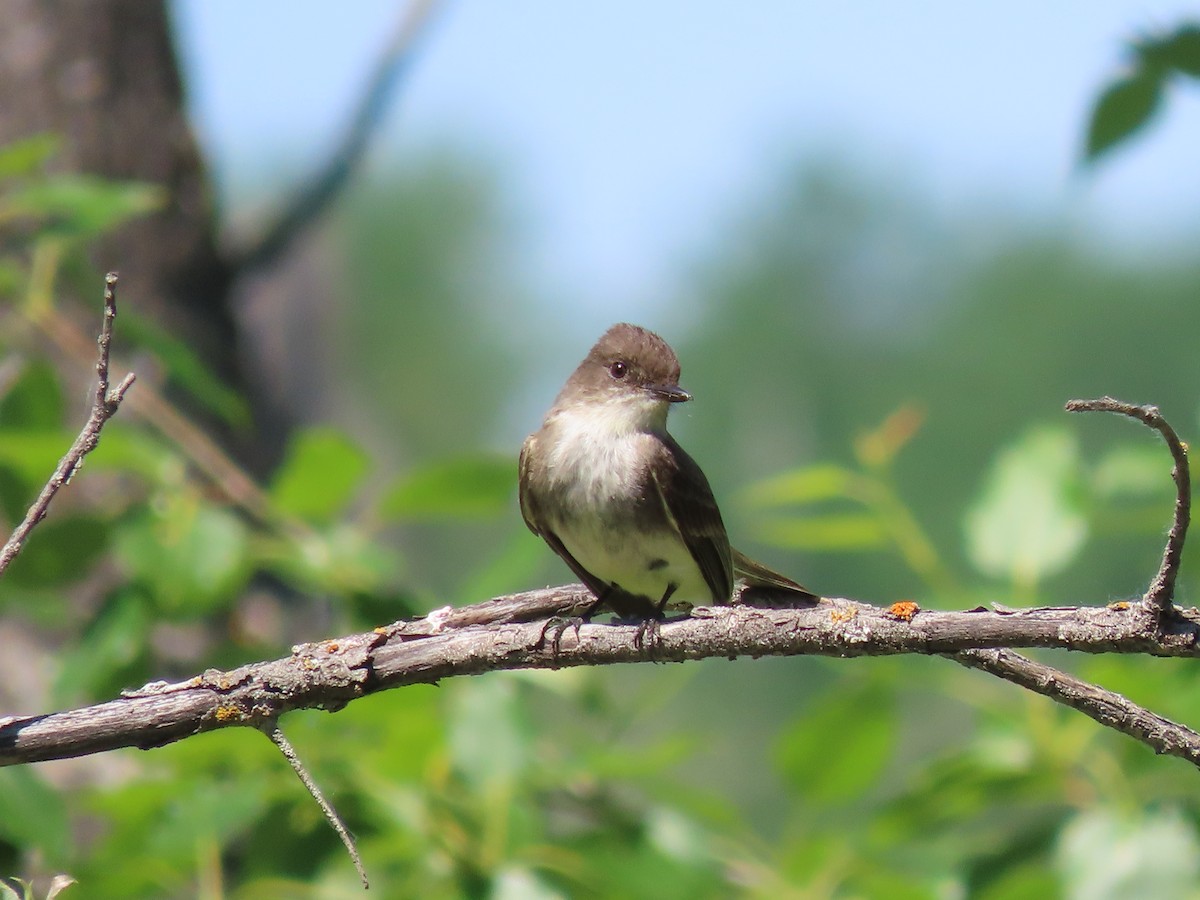 Eastern Phoebe - ML583788851