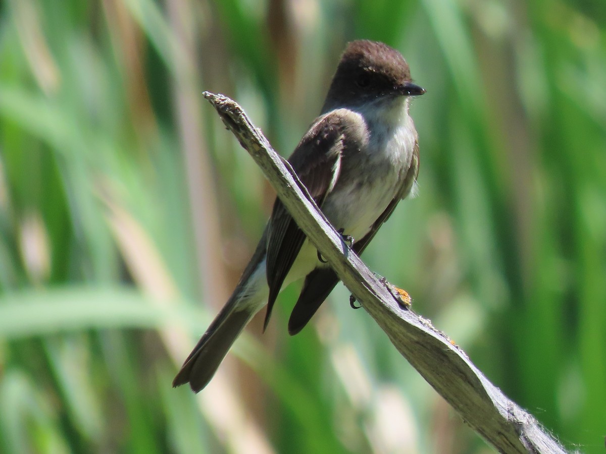 Eastern Phoebe - ML583788861