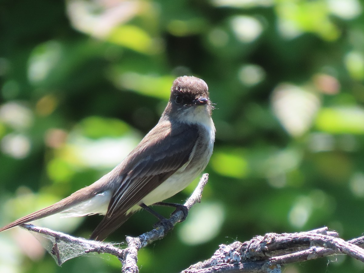 Eastern Phoebe - ML583788871