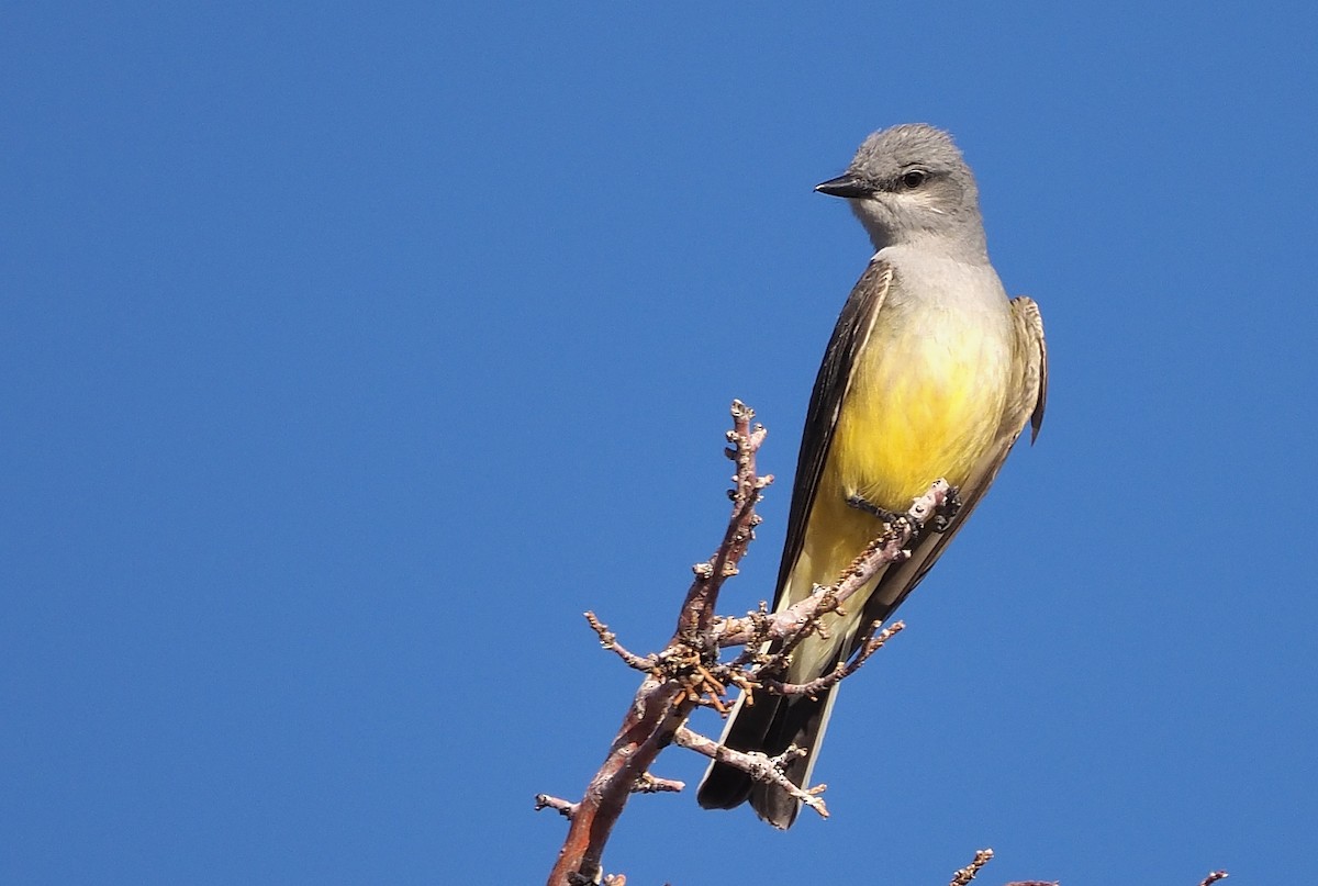 Western Kingbird - ML583788901