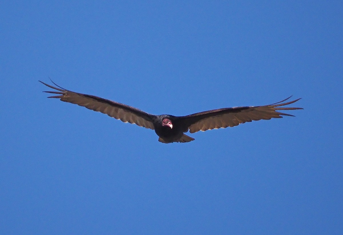 Turkey Vulture - ML583788961