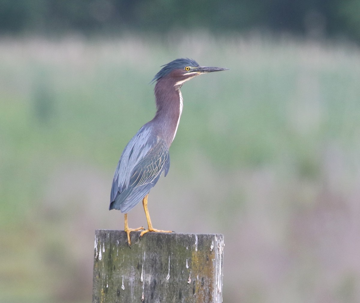 Green Heron - ML583789071