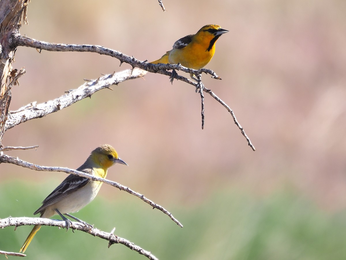 Oriole de Bullock - ML583789321