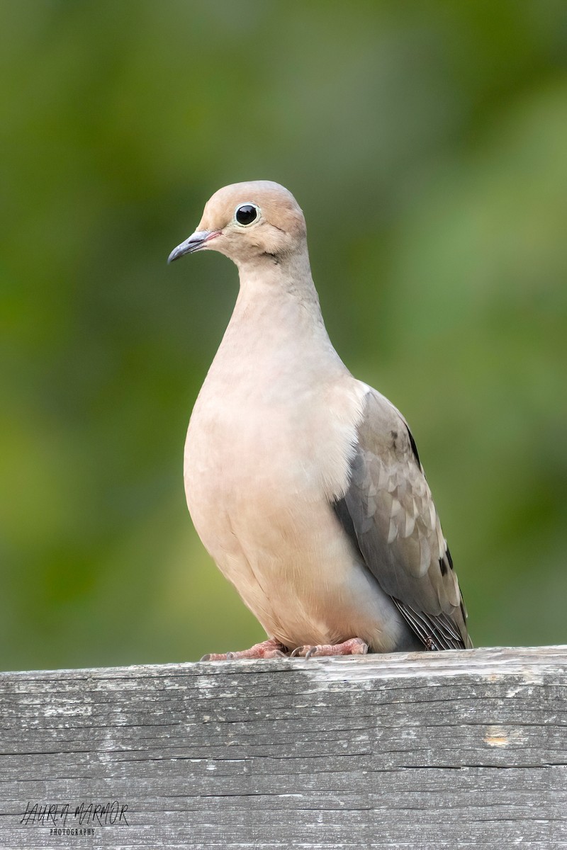 Mourning Dove - ML583789541