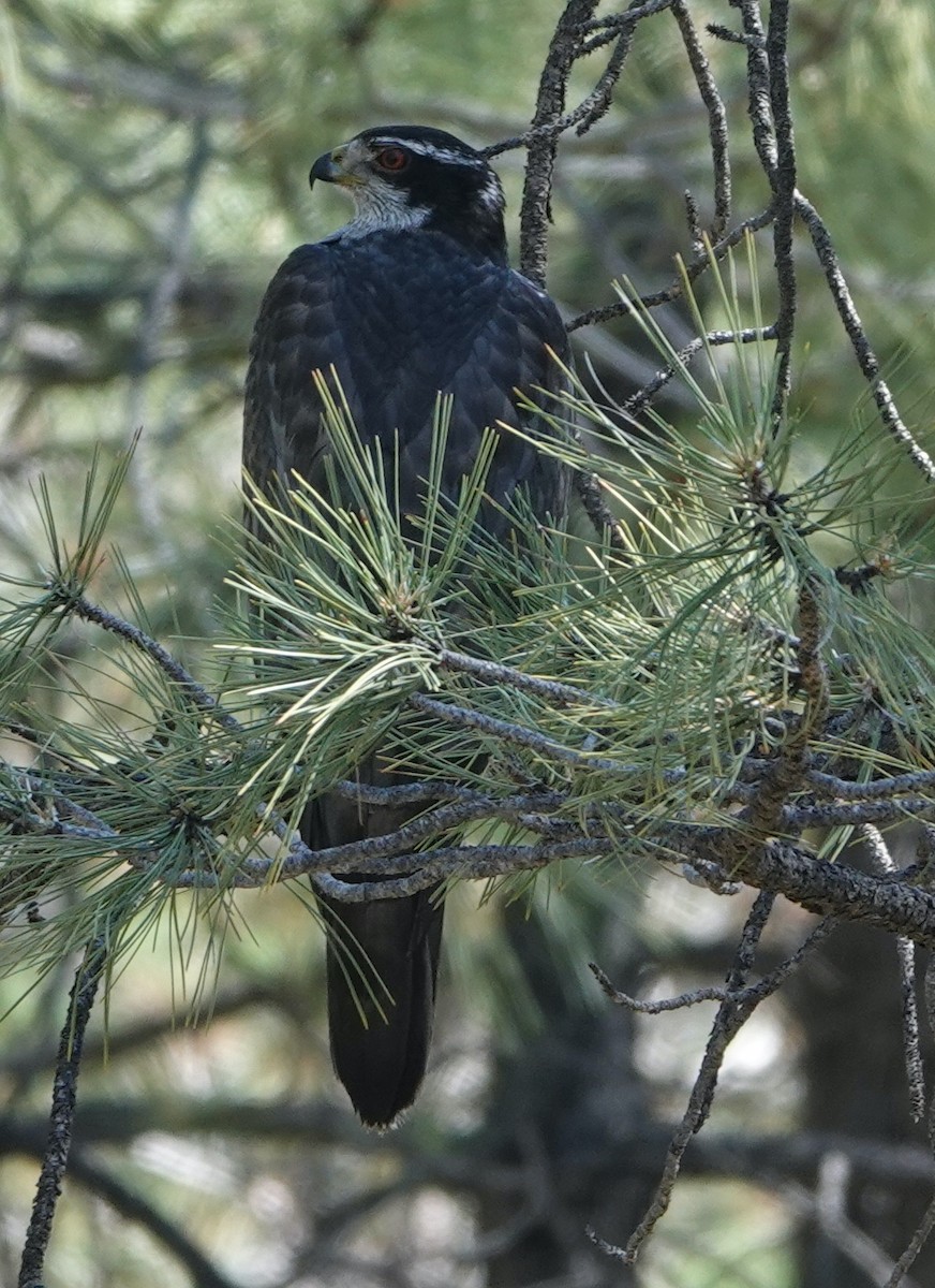 American Goshawk - ML583789631