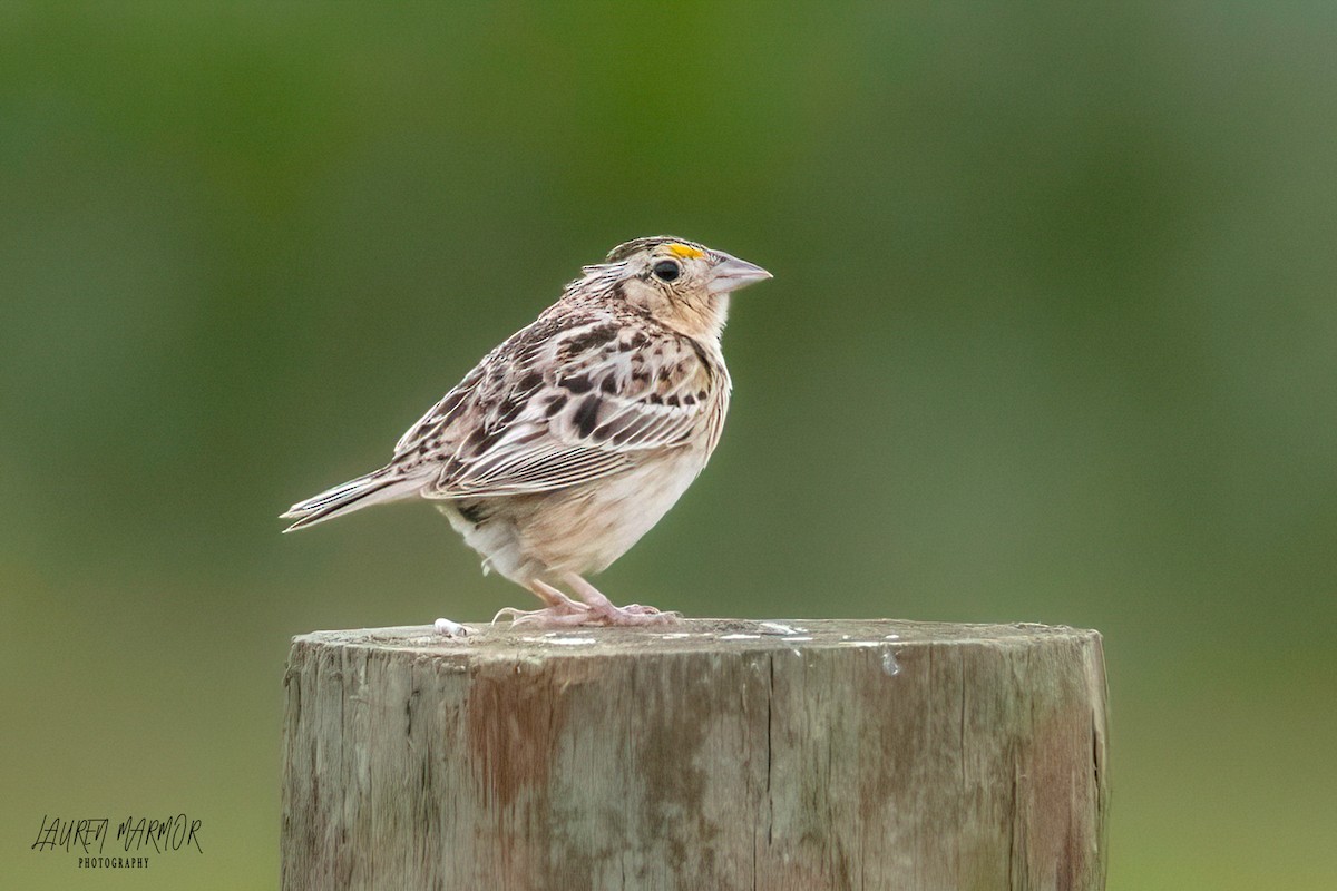 Grasshopper Sparrow - ML583789801