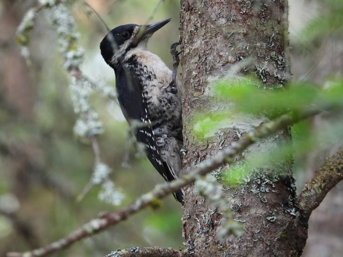 Black-backed Woodpecker - ML583790101