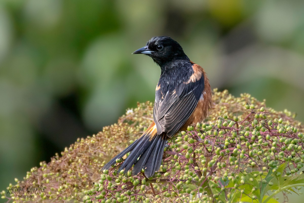 Orchard Oriole - ML583790161