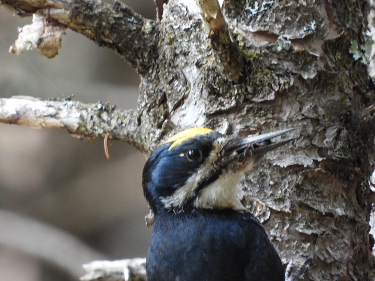 Black-backed Woodpecker - ML583790391