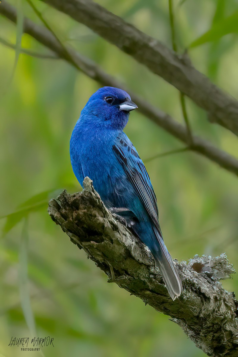 Indigo Bunting - ML583790401