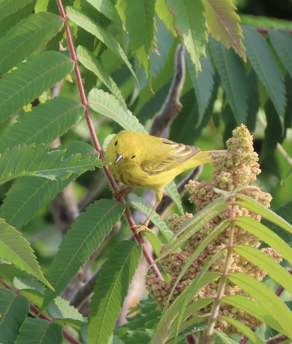 Yellow Warbler - ML583791181