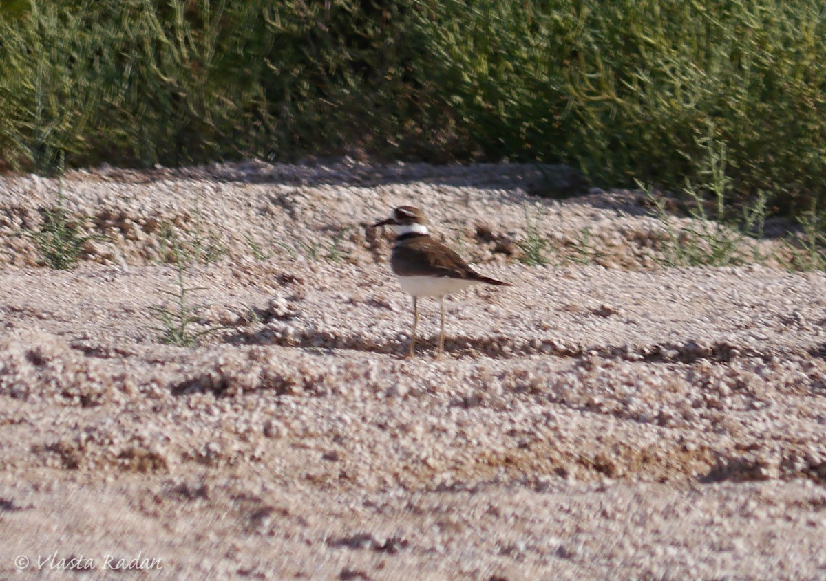 Killdeer - ML58379201