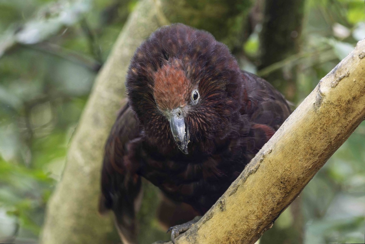 New Zealand Kaka - ML583793611