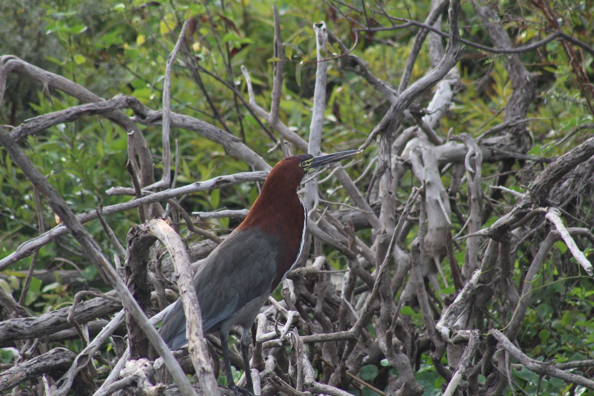 Rufescent Tiger-Heron - ML583794751