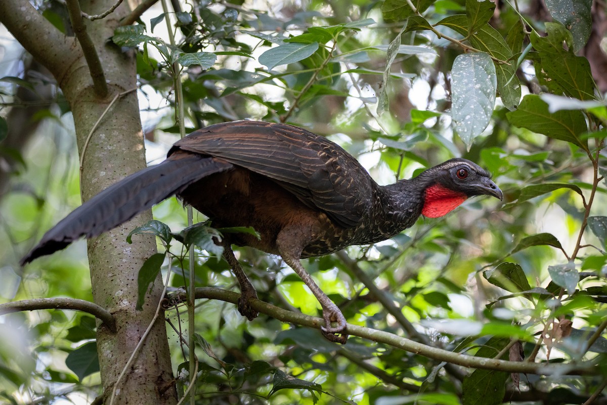 Rusty-margined Guan - ML583795841