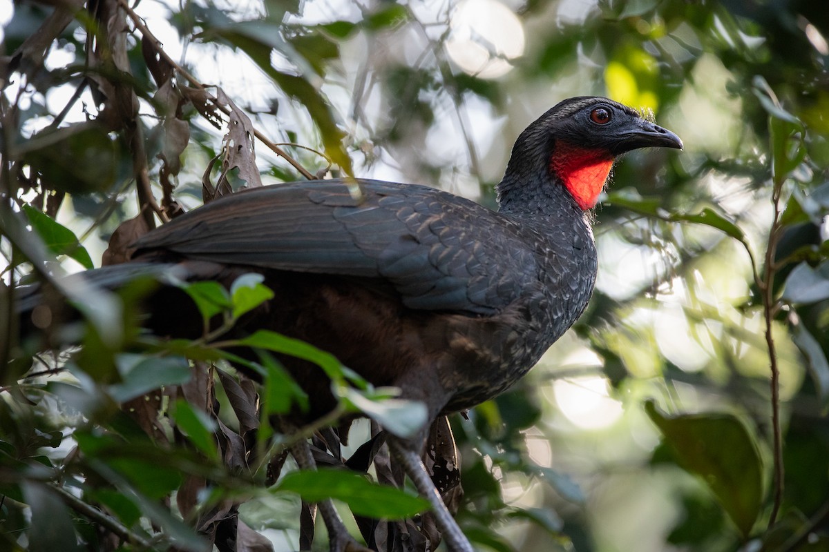 Rusty-margined Guan - ML583795861