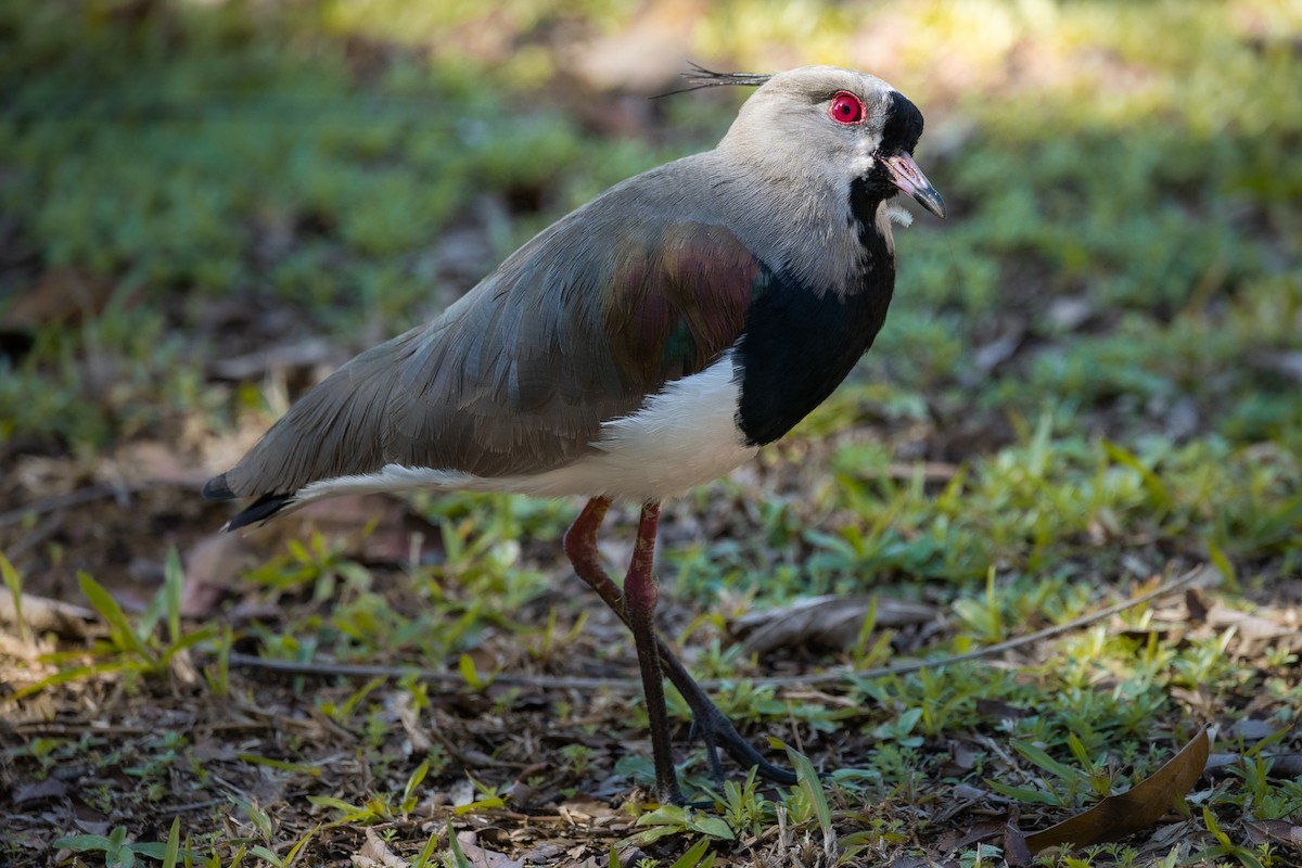 Southern Lapwing - ML583796041