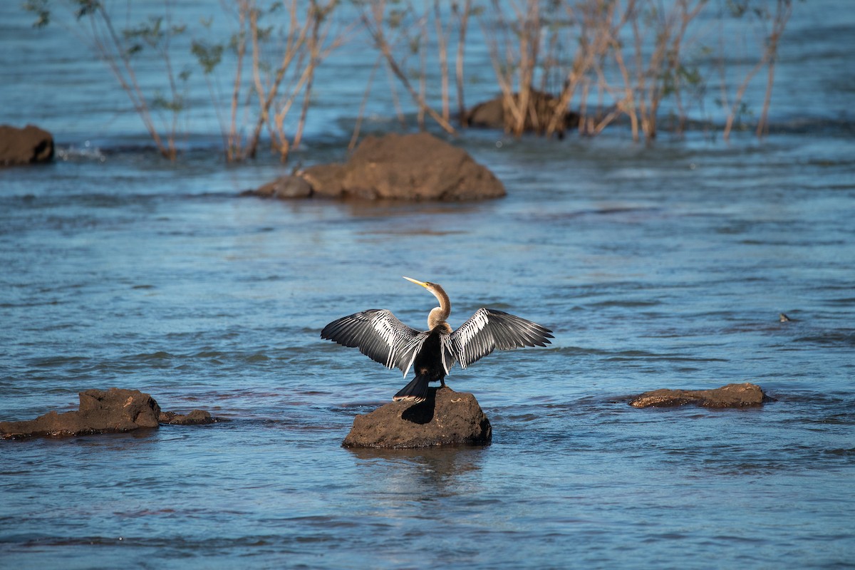 Anhinga - ML583796081