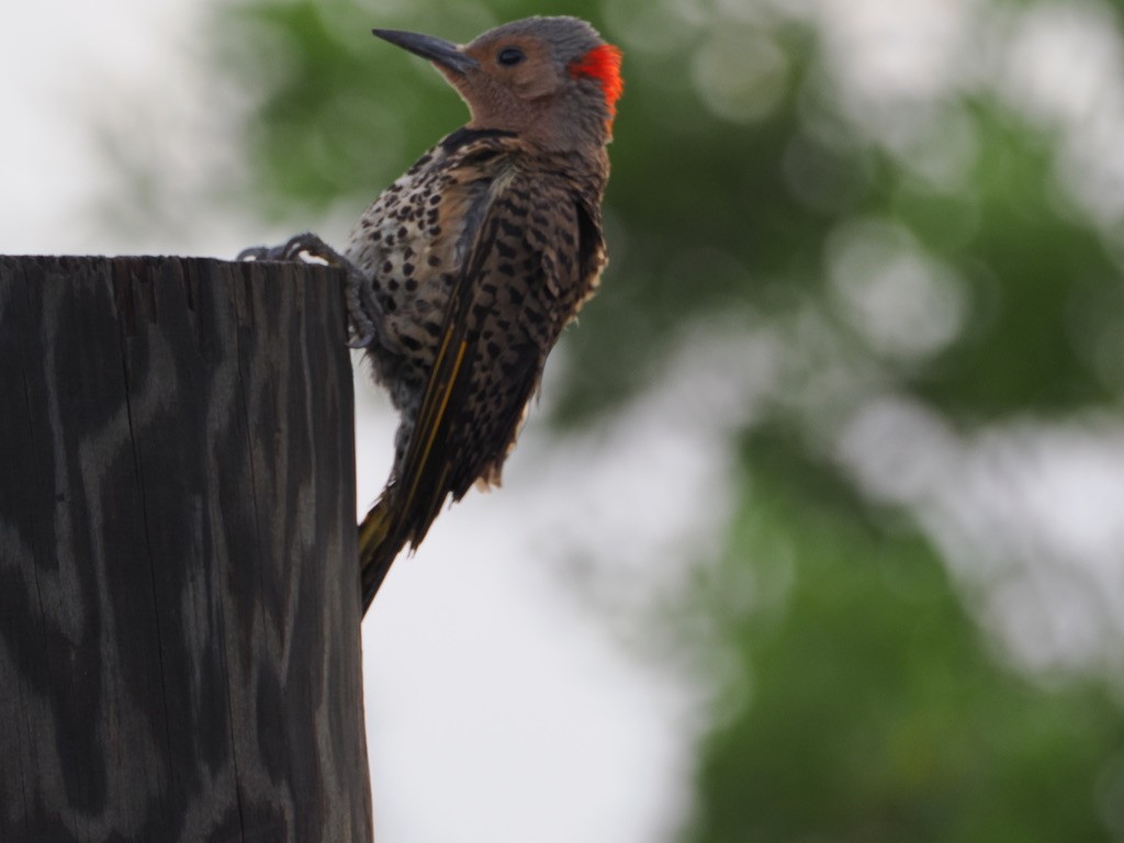 Northern Flicker (Grand Cayman I.) - ML583796581