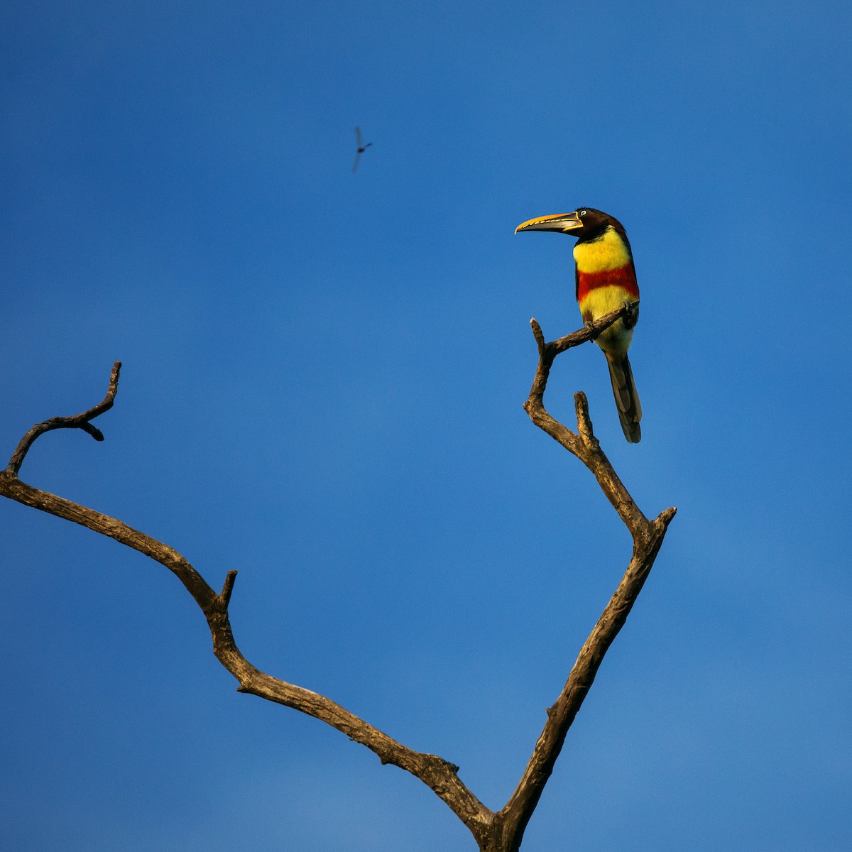 Chestnut-eared Aracari - ML583796611