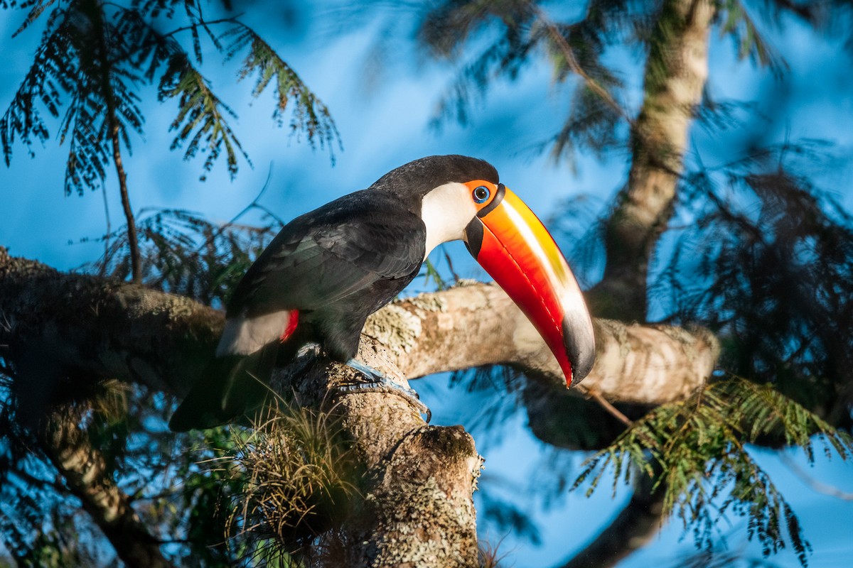 Toco Toucan - ML583796661