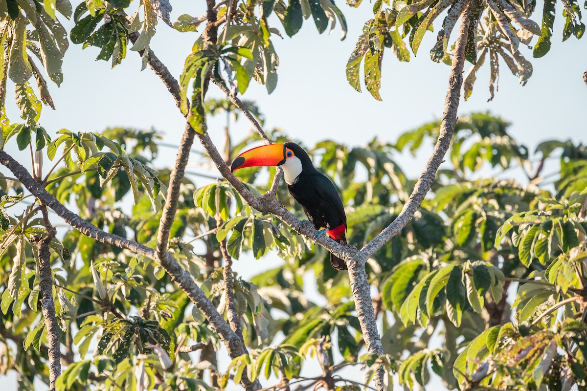 Toco Toucan - Daria Huxley