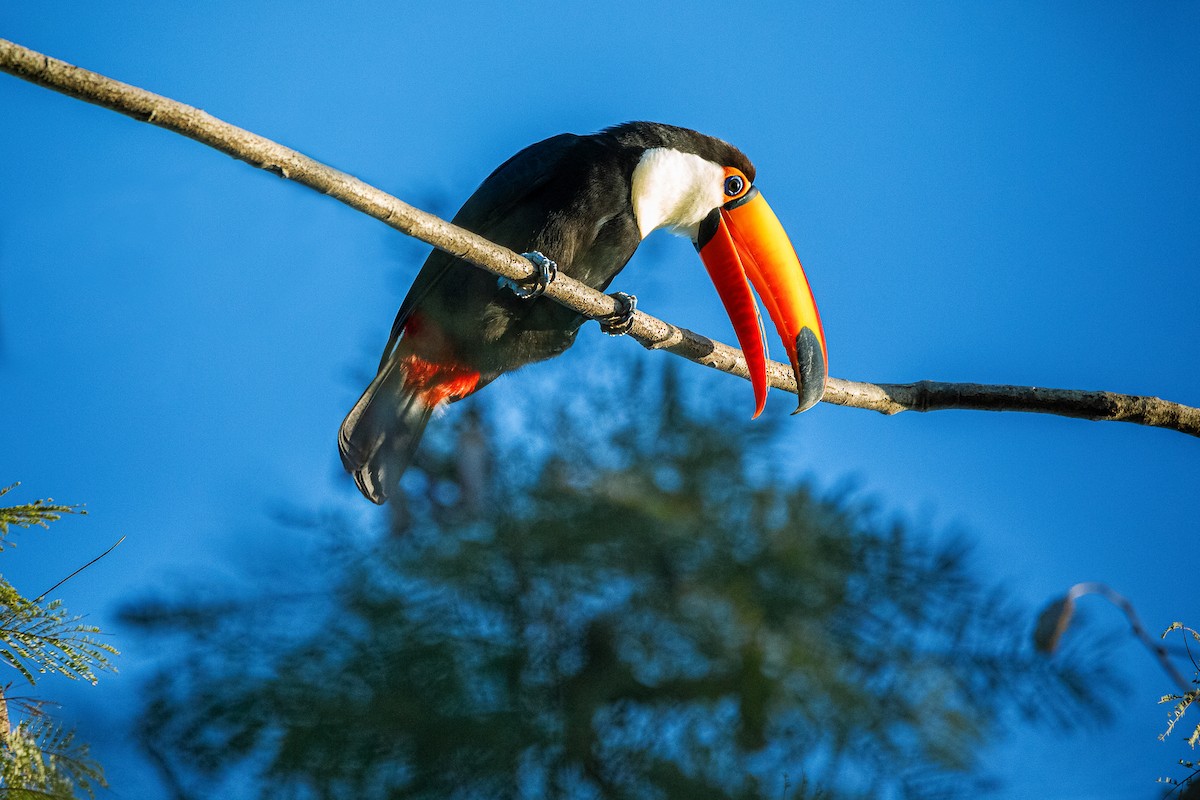 Toco Toucan - Daria Huxley