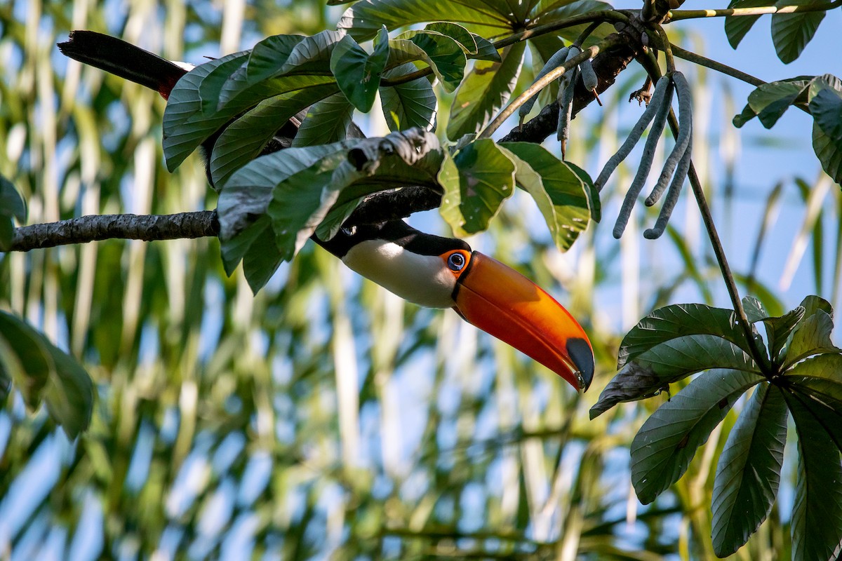 Toco Toucan - ML583796691