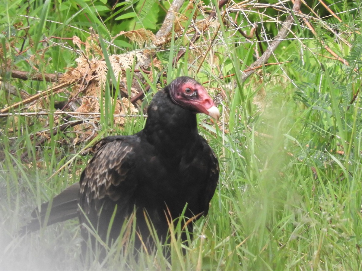 Turkey Vulture - Darlene Deemert