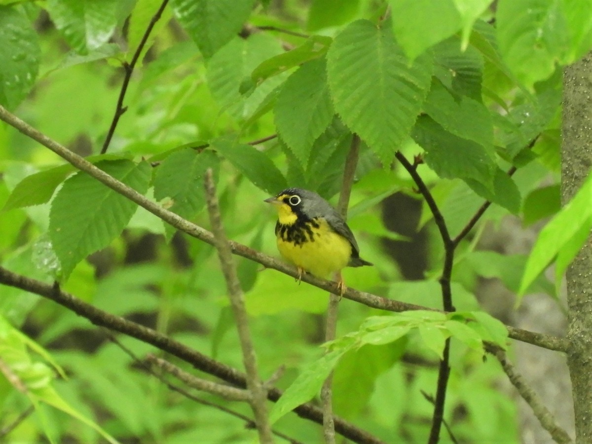 Canada Warbler - Darlene Deemert