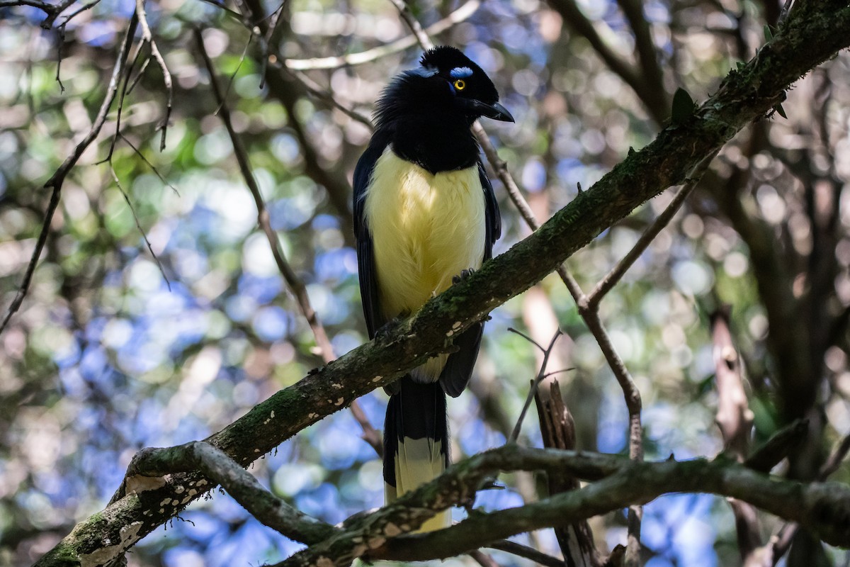 Plush-crested Jay - ML583797121