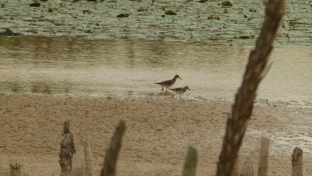 Graubrust-Strandläufer - ML58379741