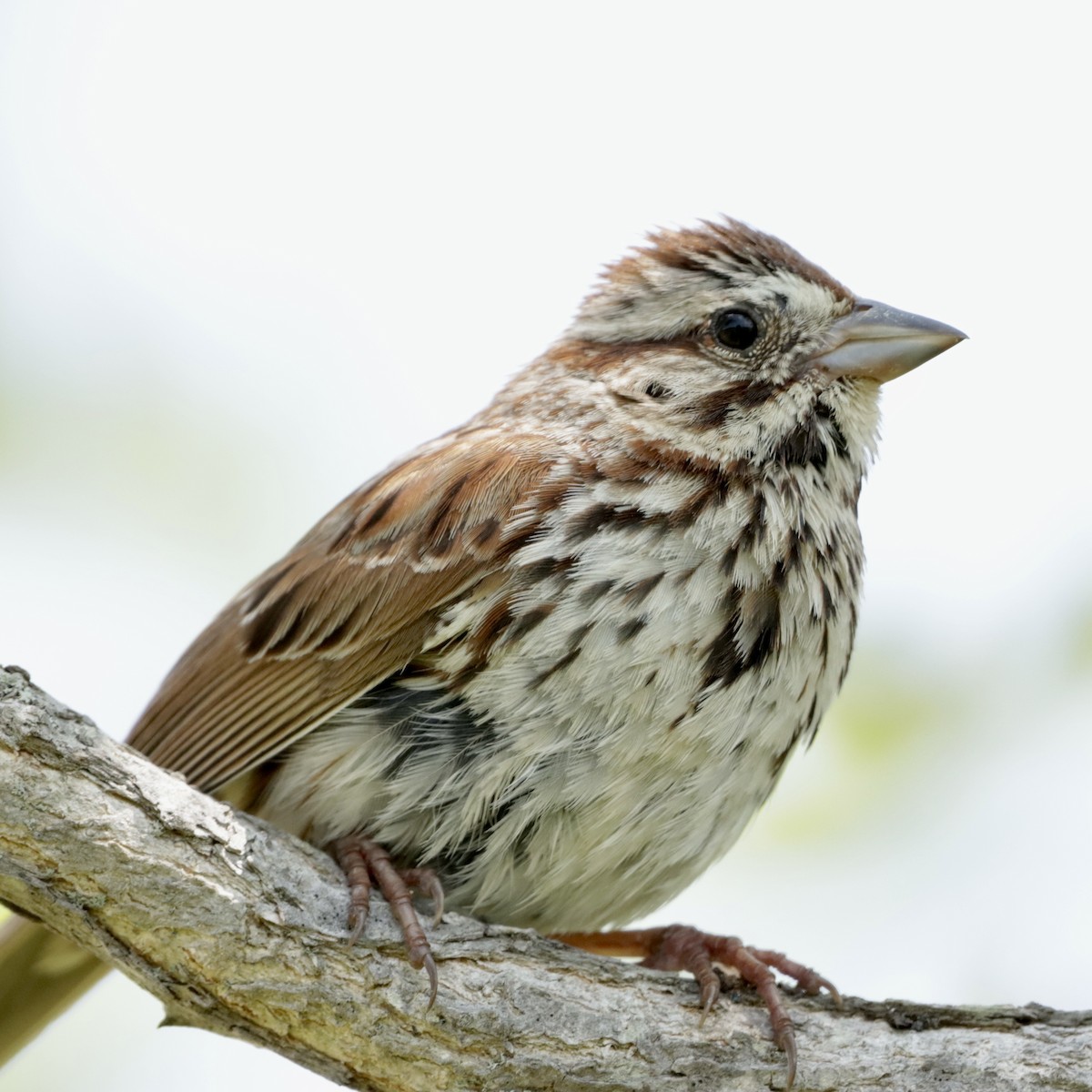 Song Sparrow - MacKenzie McKnight