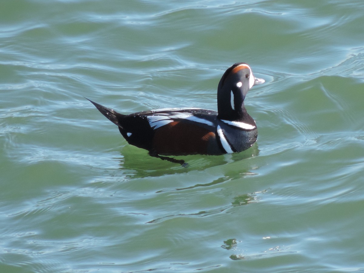 Harlequin Duck - ML583798571