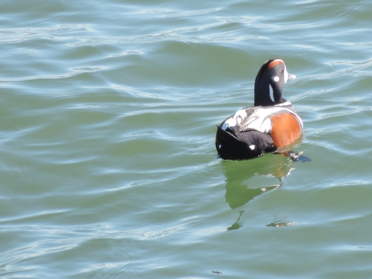 Harlequin Duck - ML583798581