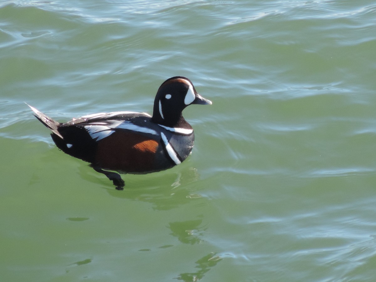 Harlequin Duck - ML583798591