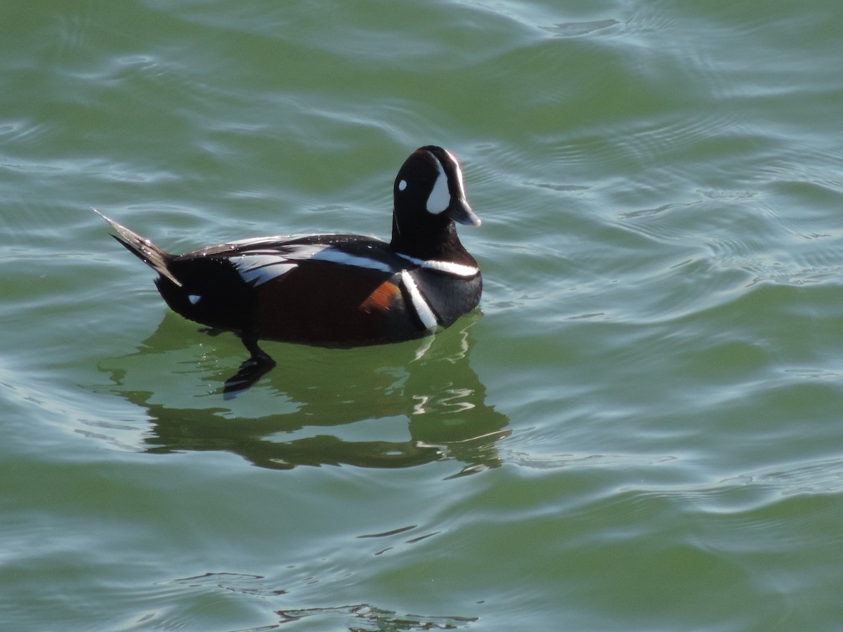 Harlequin Duck - ML583798601