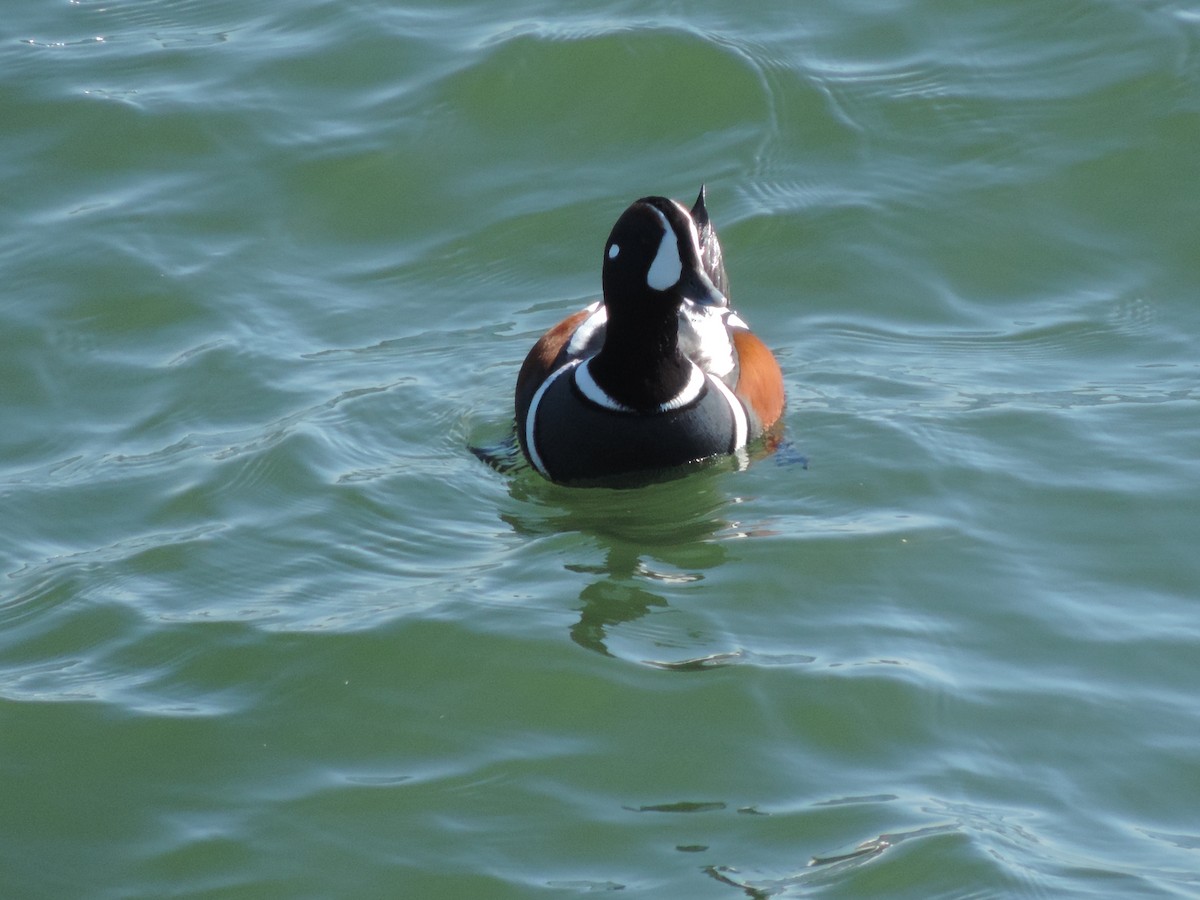 Harlequin Duck - ML583798611