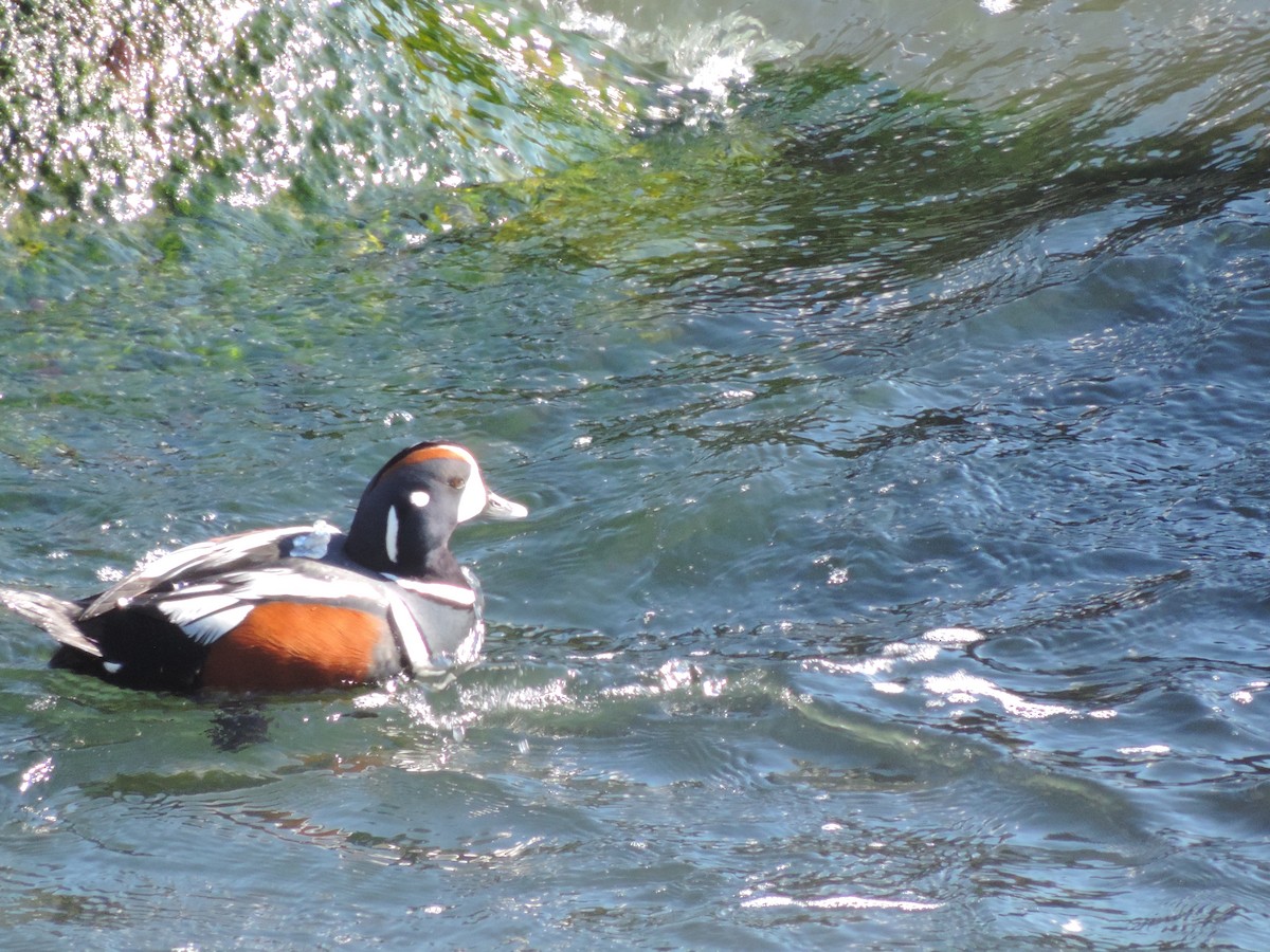 Harlequin Duck - ML583798621