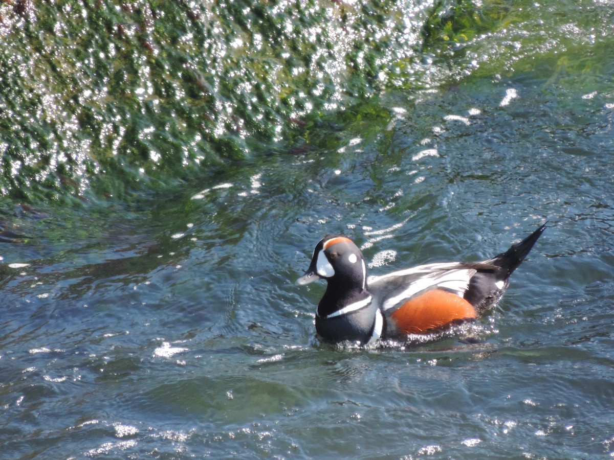Harlequin Duck - ML583798631