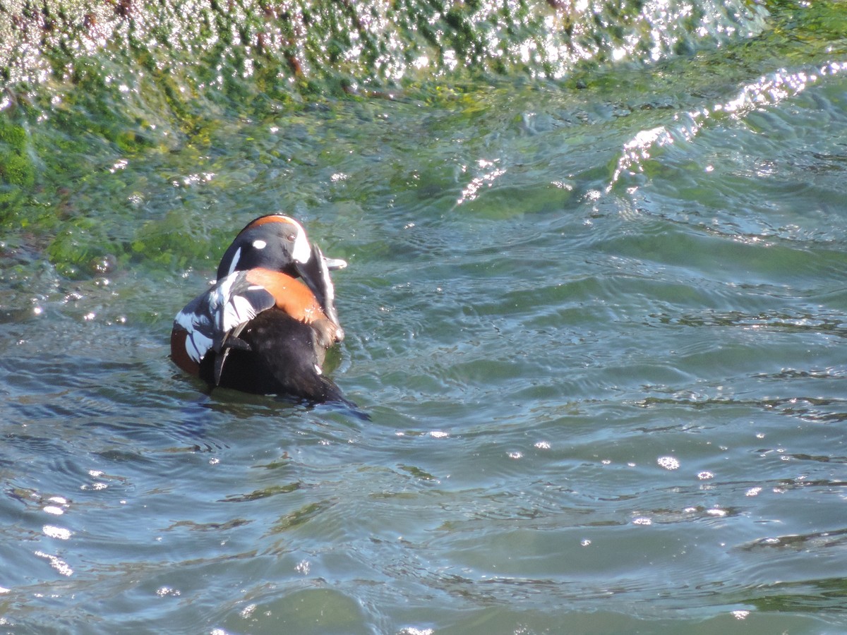 Harlequin Duck - ML583798641