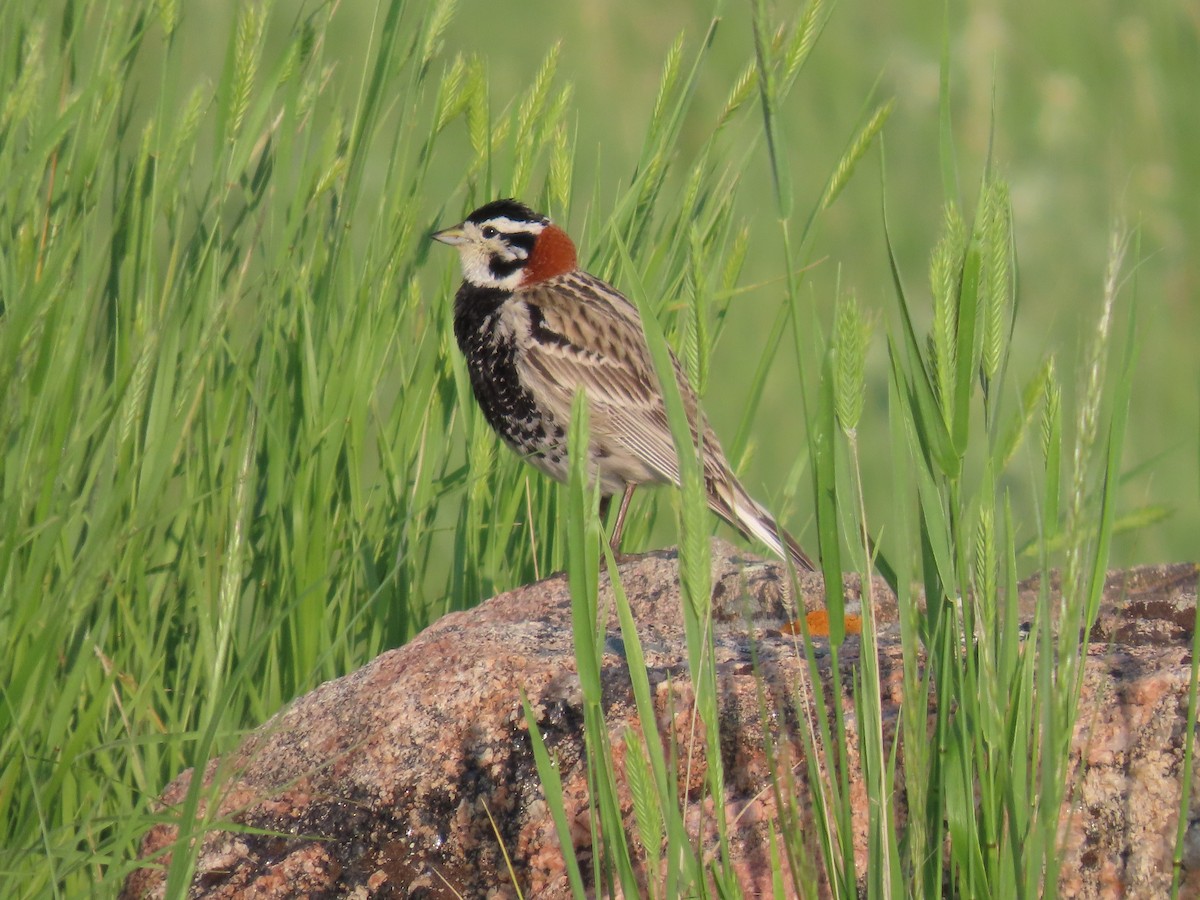 Chestnut-collared Longspur - ML583798651