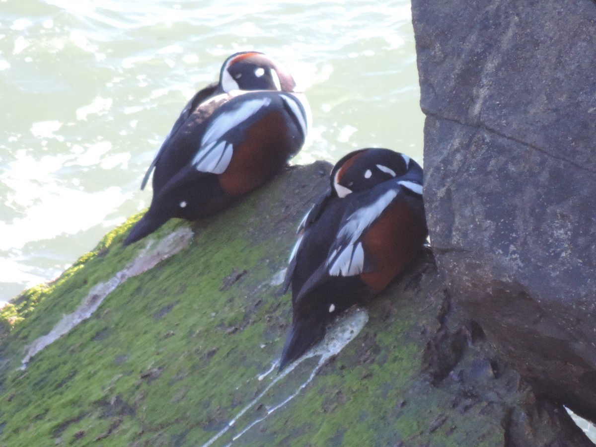 Harlequin Duck - ML583798661