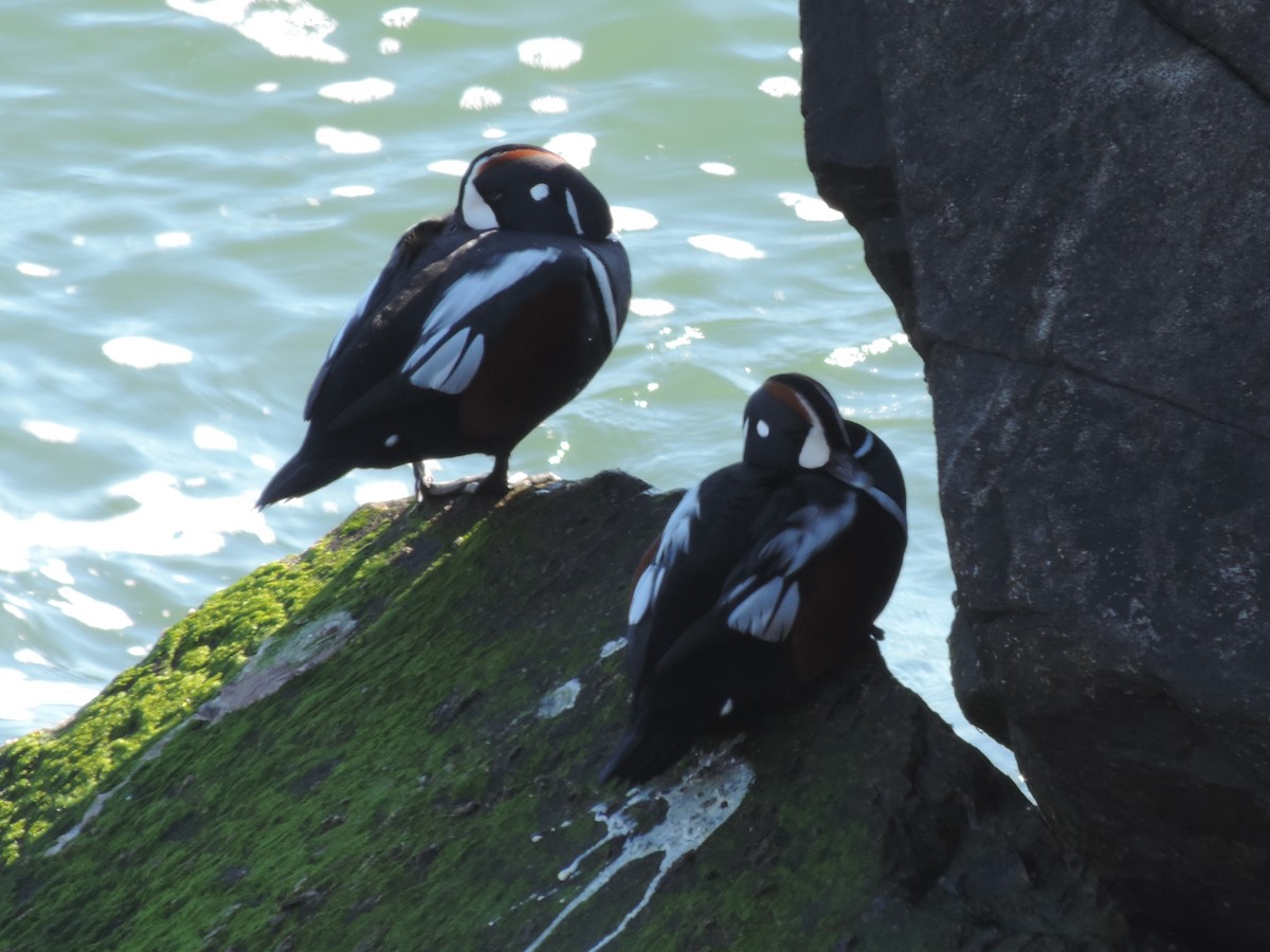 Harlequin Duck - ML583798671