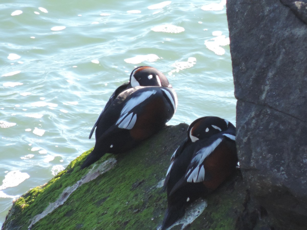 Harlequin Duck - ML583798681