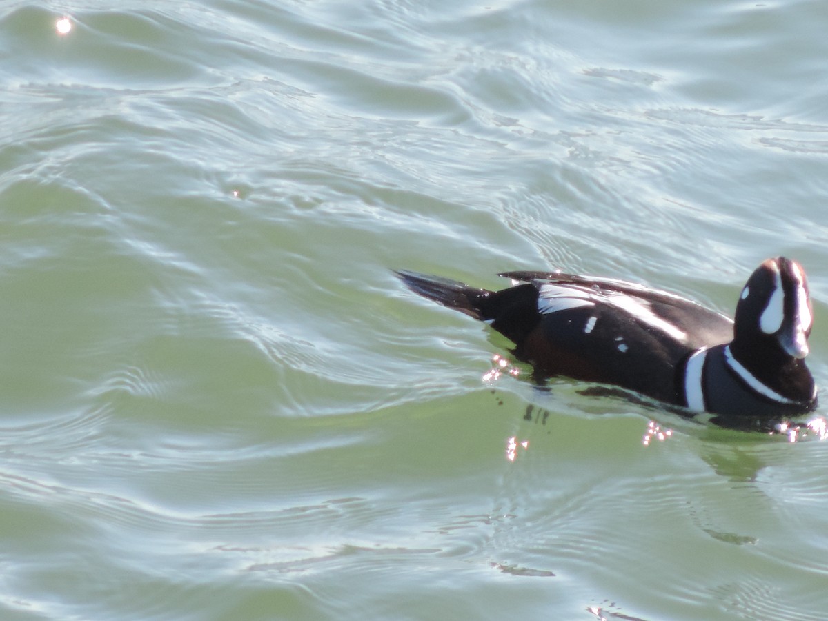 Harlequin Duck - ML583798691